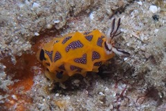 Halgerda indotessellata