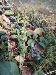 Veronica officinalis