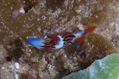Nembrotha aurea