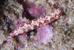 Hypselodoris maculosa