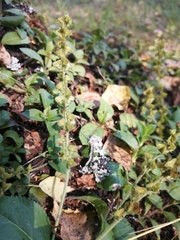 Veronica officinalis