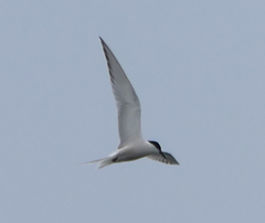 Sterna hirundo longipennis