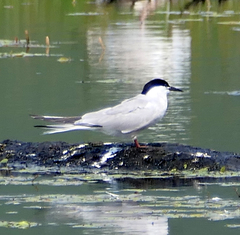 Sterna hirundo longipennis