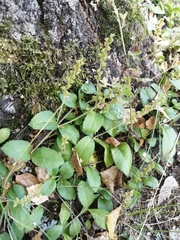 Veronica officinalis