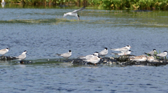 Sterna hirundo longipennis