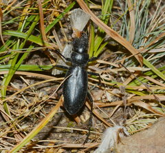 Carabus turcomanorum