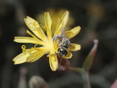 Halictus concinnus