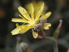 Halictus concinnus