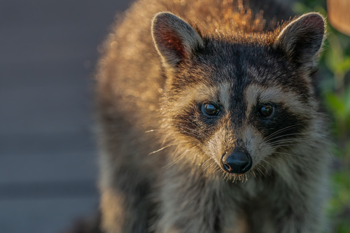 Common Raccoon photographed in Virginia