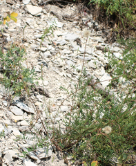 Leontodon caucasicus