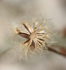 Leontodon caucasicus