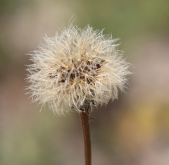 Leontodon caucasicus