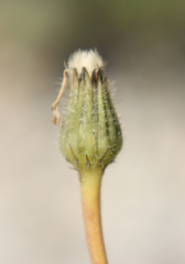 Leontodon caucasicus