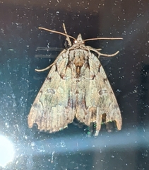 Catocala praeclara