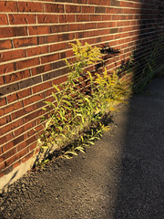 Solidago altissima