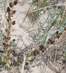 Penstemon albidus