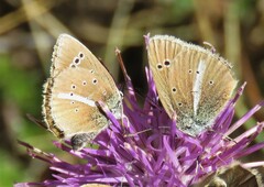 Polyommatus damon