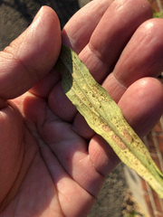 Solidago altissima