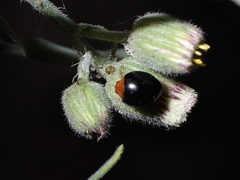 Exochomus nigripennis