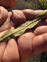 Solidago altissima
