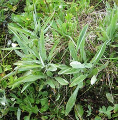 Omalotheca norvegica