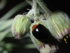 Exochomus nigripennis