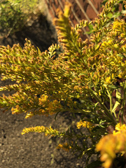 Solidago altissima