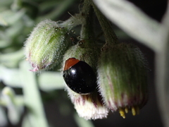 Exochomus nigripennis