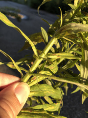 Solidago altissima