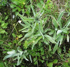 Omalotheca norvegica