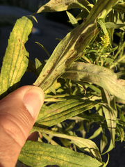 Solidago altissima
