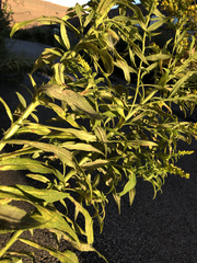Solidago altissima
