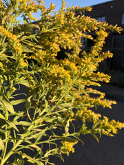 Solidago altissima