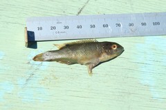 Tautogolabrus adspersus