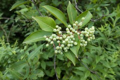 Viburnum cassinoides image