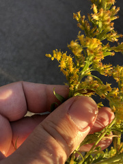 Solidago altissima