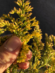 Solidago altissima