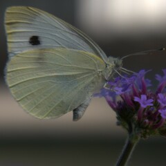 Pieris brassicae