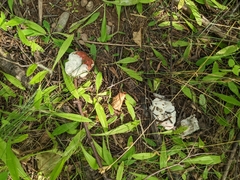 Hypomyces