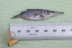 Macroramphosus scolopax