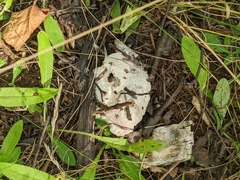 Hypomyces