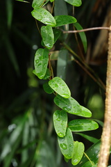 Cryptolepis sinensis