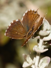 Cacyreus fracta