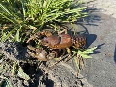 Cambarus bartonii bartonii