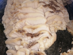 Climacodon septentrionalis