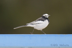 Motacilla alba alboides