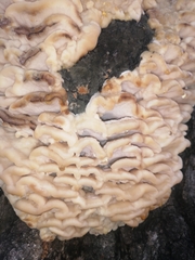 Climacodon septentrionalis