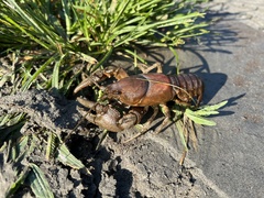 Cambarus bartonii bartonii