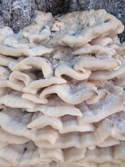 Climacodon septentrionalis