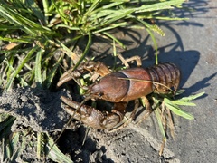 Cambarus bartonii bartonii